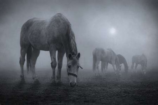 Moonlit Canvas Art - Samuel Malach (24 x 36)