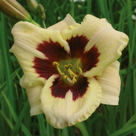 Moonlit Masquerade Daylily - Hemerocallis - Rebloomer! - 4" Pot