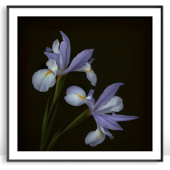 Moonow7 Purple Iris Floral Wall Art Prints, Square Botanical Poster for Zen Corner, Office, Bedroom or Entryway Decor, Moody Vintage Style Artwork, Unframed, Size 20x20 inch / 50x50 cm