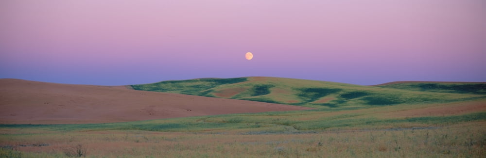 Moonrise over pea fields the Palouse Washington State Canvas Art - Panoramic Images (27 x 9)