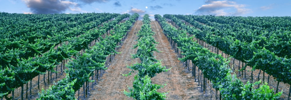 Moonrise over vineyard Temecula California USA Canvas Art - Panoramic Images (27 x 9)
