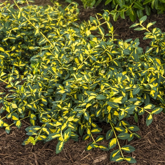 Moonshadow Euonymus, Broadleaf Evergreen Groundcover Starter Shrub grown in a 4 inch pot (1-Pack)