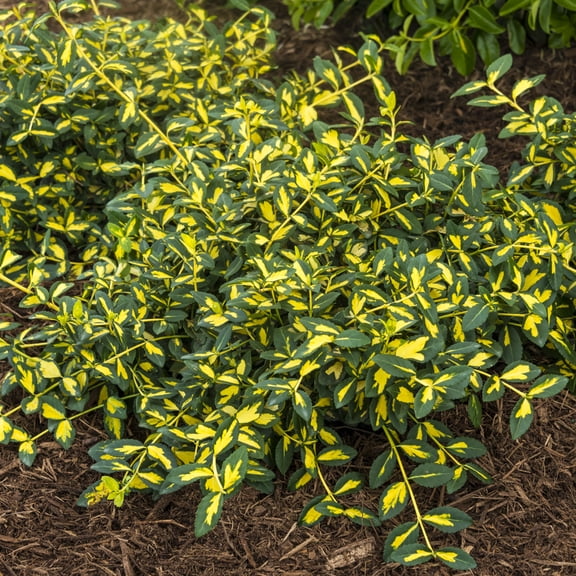 Moonshadow Euonymus, Broadleaf Evergreen Groundcover Starter Shrub grown in a 4 inch pot (1-Pack)