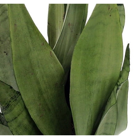 Moonshine Snake Plant - Sanseveria - Almost Impossible to kill - 6" Pot