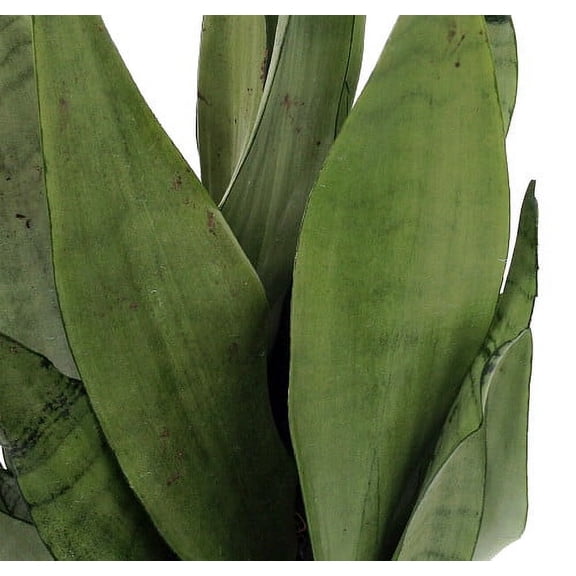 Moonshine Snake Plant - Sanseveria - Almost Impossible to kill - 6" Pot