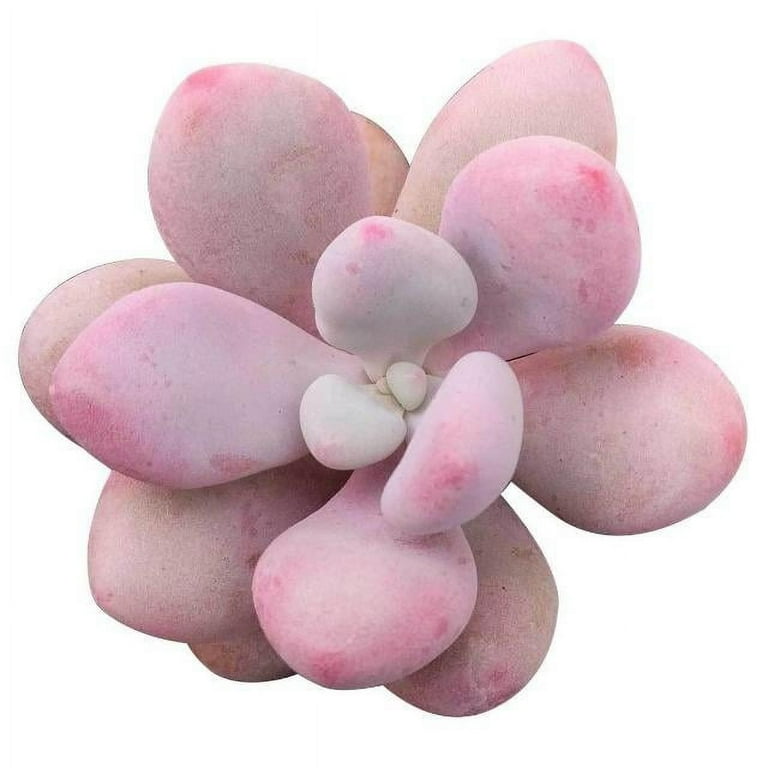 M✧succulent ·͜· ︎︎ᕷ Moonstones Pachyphytum Pink Unique Succulent, Easy to Grow