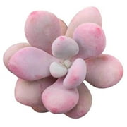 Moonstones Pachyphytum Pink Unique Succulent, Easy to Grow - 4 inch size