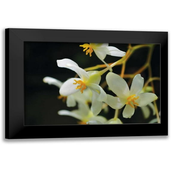Moore, Brian 24x17 Black Modern Framed Museum Art Print Titled - White Orchids II