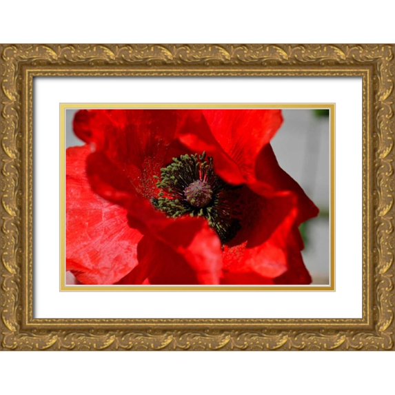 Moore, Brian 32x23 Gold Ornate Wood Framed with Double Matting Museum Art Print Titled - Red Poppy I