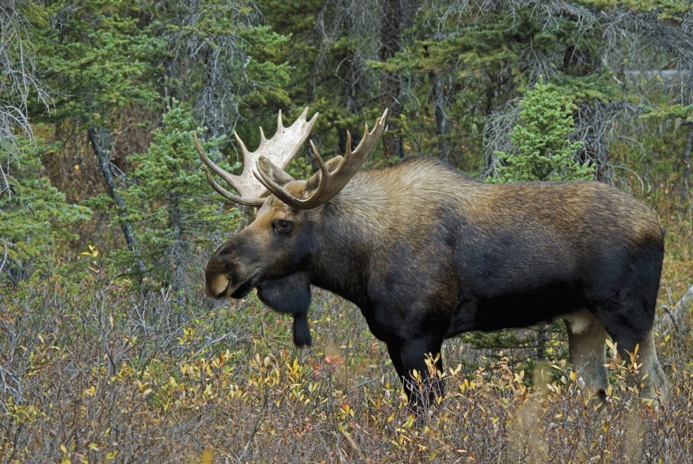 Moose (Alces Alces) In A Forest Alberta Canada Canvas Art - Philippe Widling Design Pics (18 x 12)