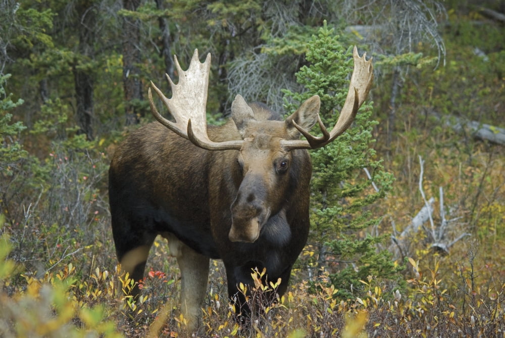 Moose (Alces Alces) In The Forest Alberta Canada Canvas Art - Philippe Widling Design Pics (18 x 12)