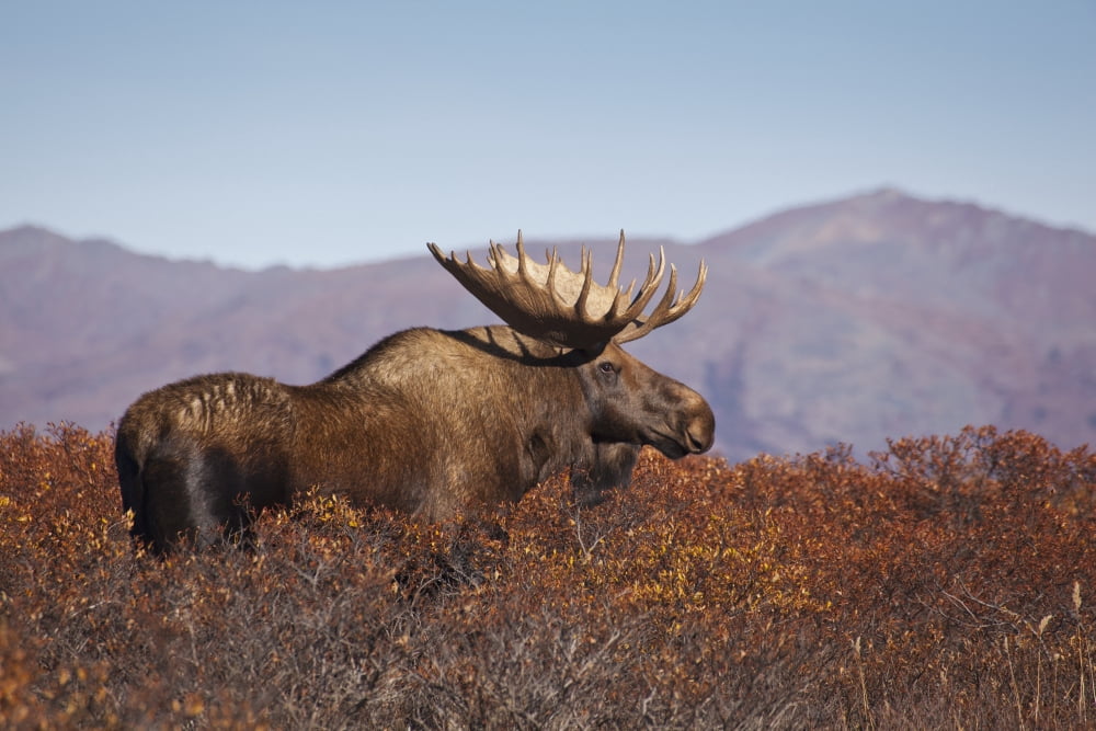 Moose (Alces alces) bull walking on a ridge among Diamond-leaf willow Denali National Park and Preserve Interior Alaska Autumn Canvas Art - Gary Schultz Design Pics (19 x 12)