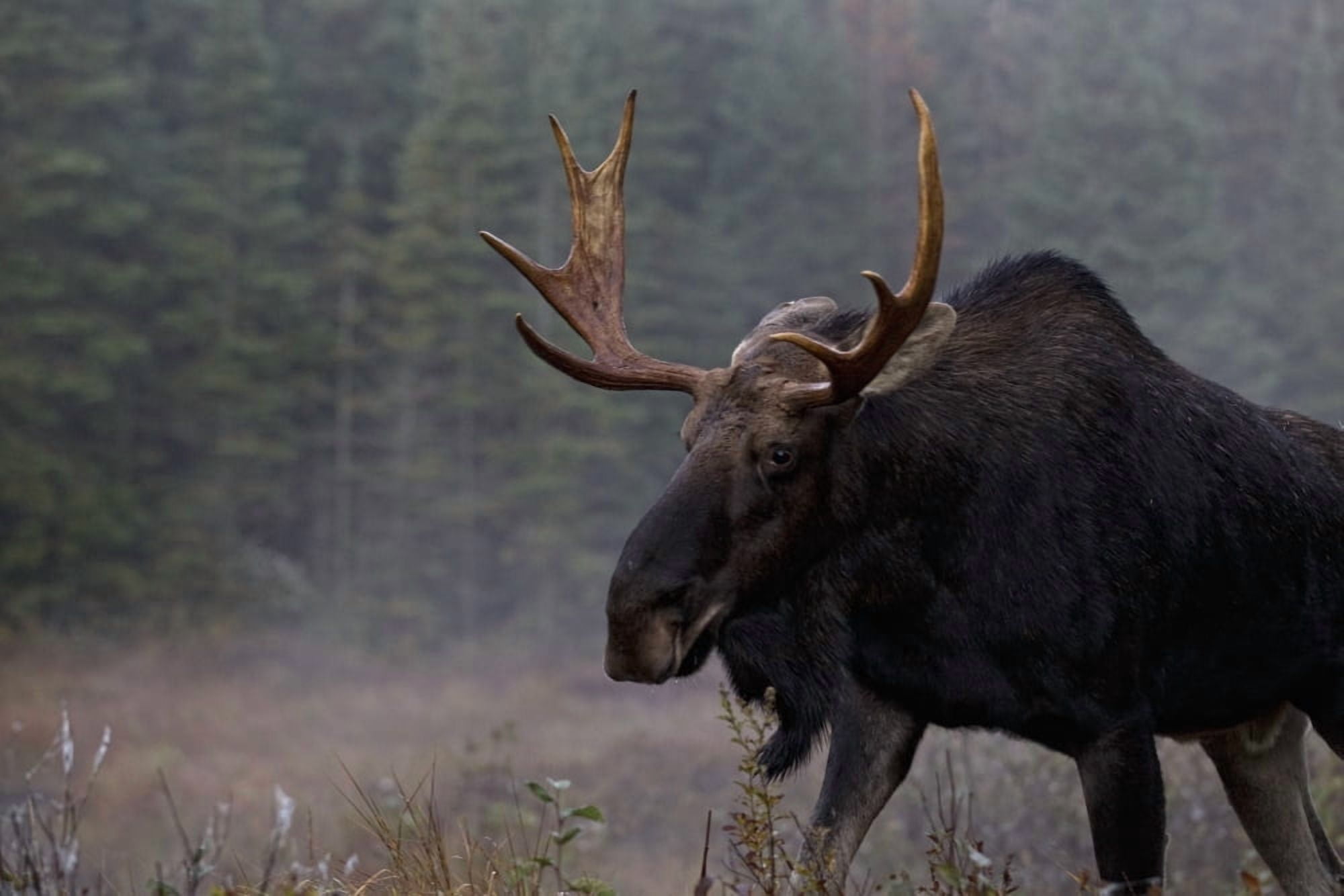 Moose Algonquin Provincial Park Ontario Canvas Art - Robert Postma Design Pics (17 x 11)