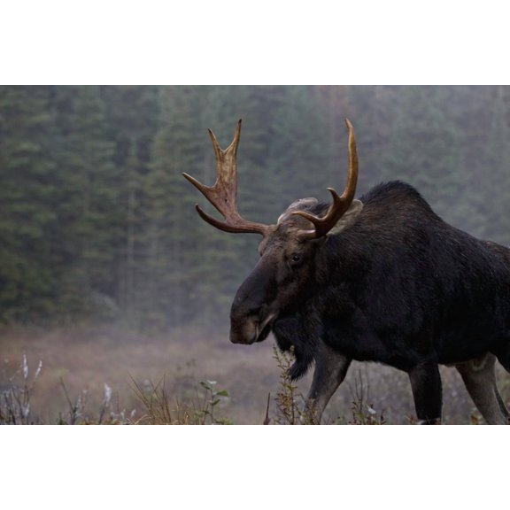 Moose Algonquin Provincial Park Ontario Canvas Art - Robert Postma Design Pics (17 x 11)