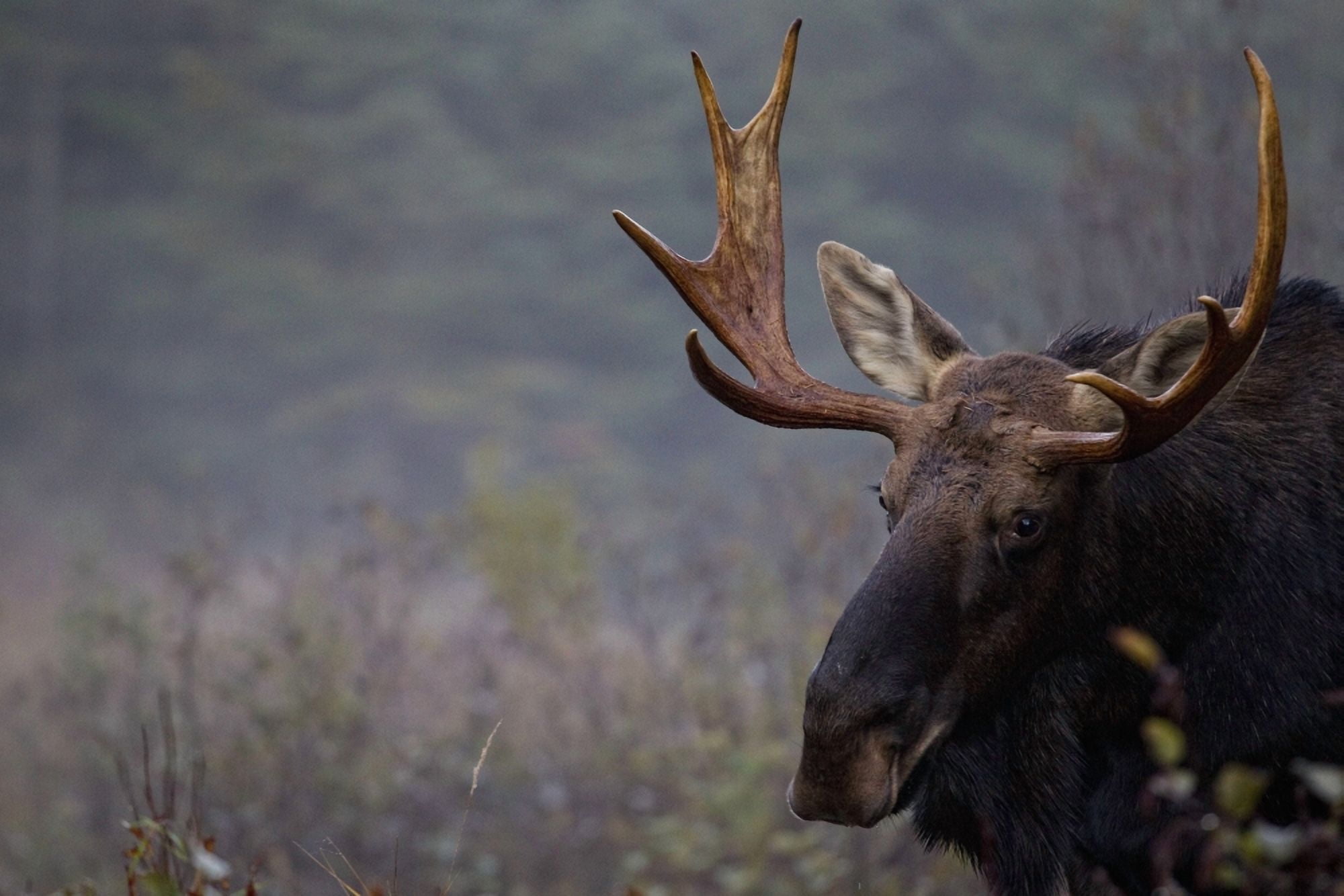 Moose Algonquin Provincial Park Ontario Canvas Art - Robert Postma Design Pics (34 x 22)