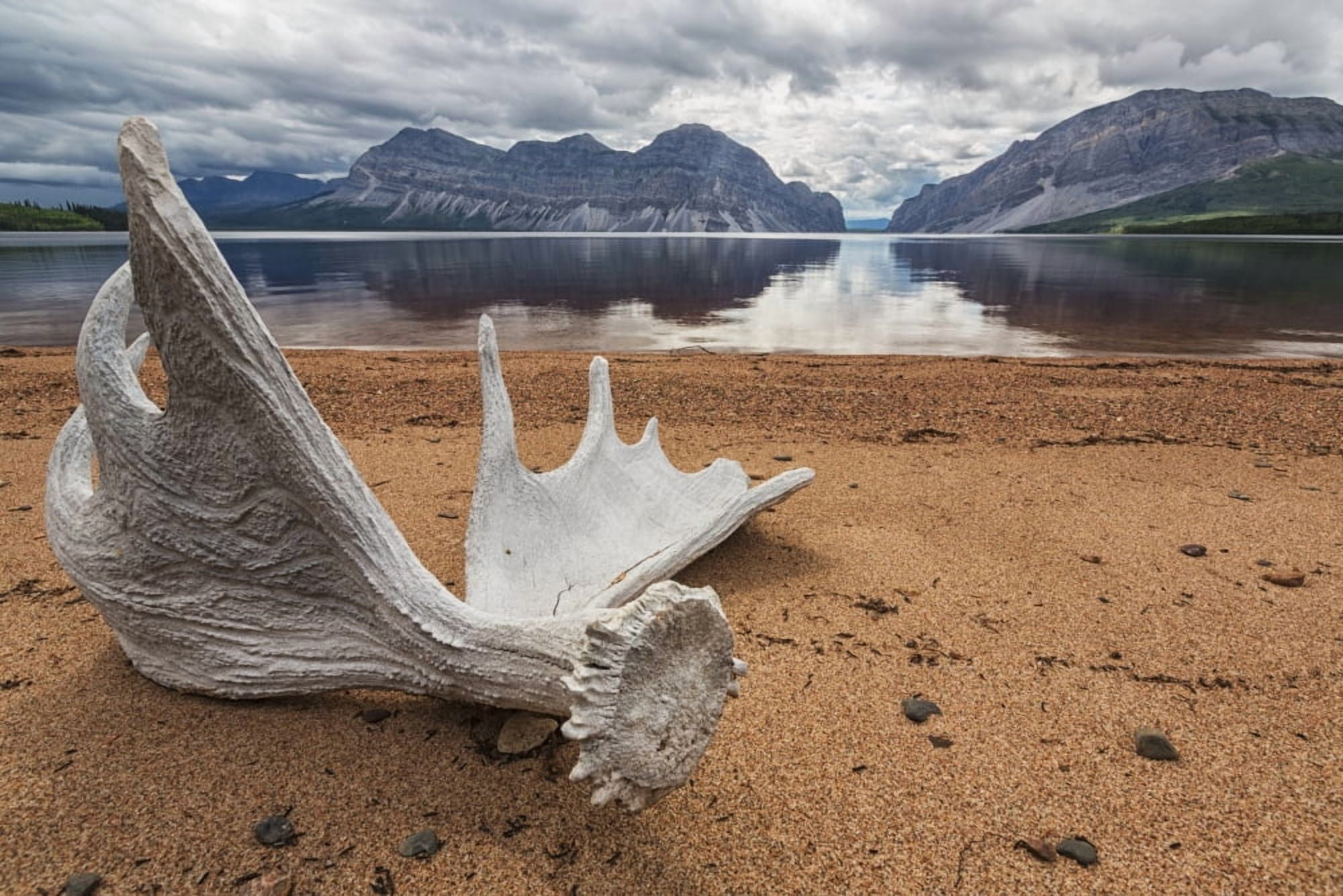Moose Antler Laying On The Shores Of Little Doctor Lake Northwest Territories Canada Canvas Art - Robert Postma Design Pics (19 x 12)