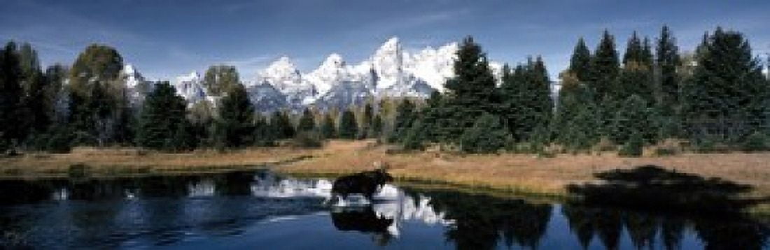 Moose & Beaver Pond Grand Teton National Park WY USA Canvas Art - Panoramic Images (18 x 6)