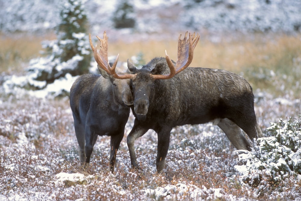 Moose Bull And Cow Rubbing Muzzles In Courtship Behavior During Rut Powerline Pass Chugach State Park Chugach Mountains Alaska Canvas Art - Milo Burcham  Design Pics (34 x 22)