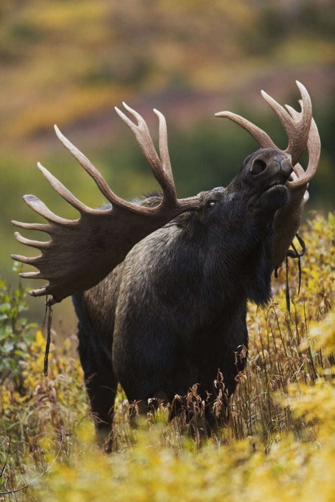 Moose Bull Showing A Flehmen Response (Lip Curl) During Rut In Autumn Powerline Pass Chugach State Park Chugach Mountains Alaska Canvas Art - Milo Burcham Design Pics (22 x 34)