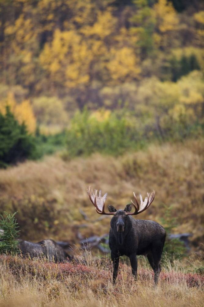 Moose Bull Standing Alert In Front Of Aspen During Fall At Powerline Pass Chugach State Park Chugach Mountains Alaska Canvas Art - Milo Burcham  Design Pics (11 x 17)