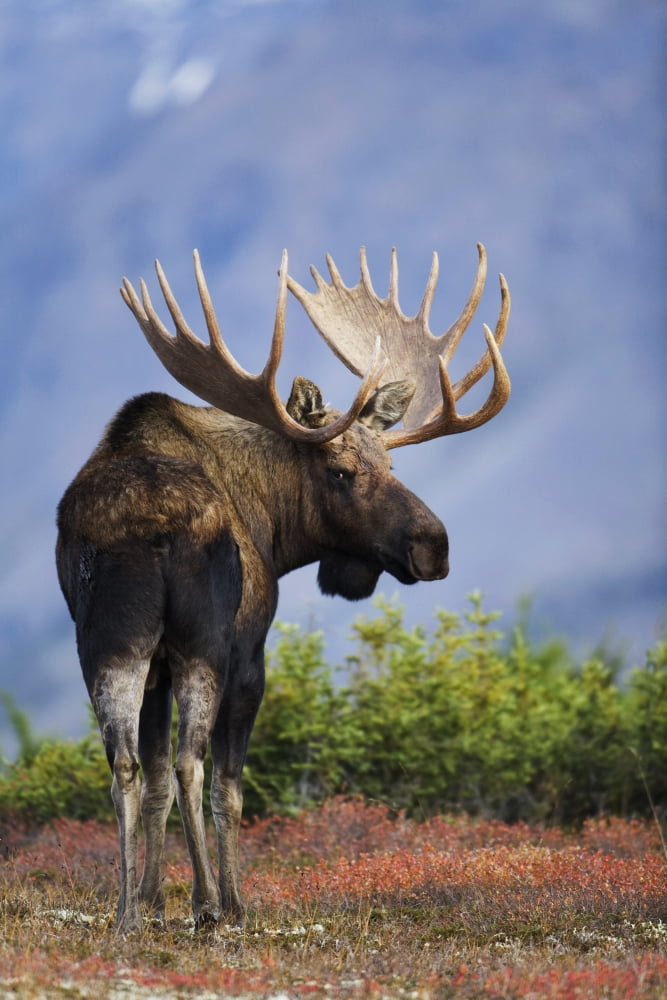 Moose Bull Walking On Autumn Tundra During Rut Powerline Pass Chugach State Park Chugach Mountains Alaska Canvas Art - Milo Burcham Design Pics (11 x 17)