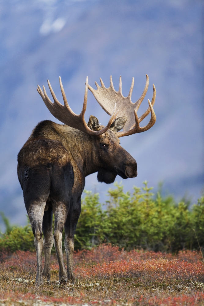 Moose Bull Walking On Autumn Tundra During Rut Powerline Pass Chugach State Park Chugach Mountains Alaska Canvas Art - Milo Burcham Design Pics (22 x 34)