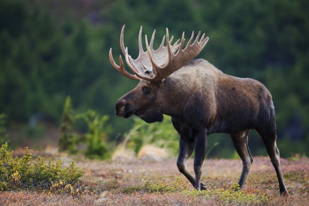 Moose Bull Walking On Autumn Tundra During Rut Powerline Pass Chugach State Park Chugach Mountains Alaska Canvas Art - Milo Burcham Design Pics (34 x 22)