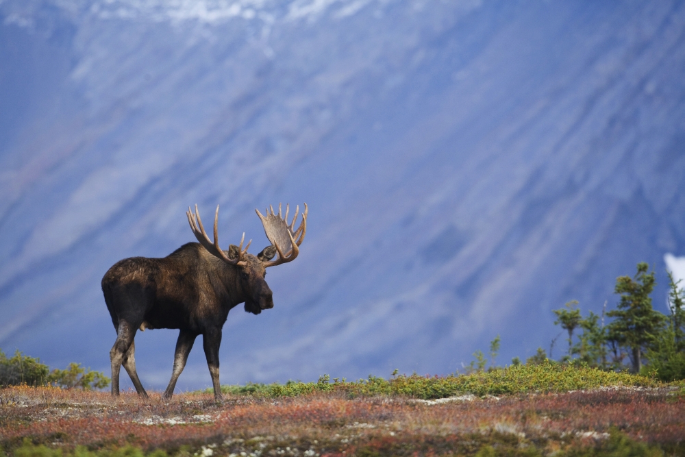 Moose Bull Walking On Autumn Tundra During Rut Powerline Pass Chugach State Park Chugach Mountains Alaska Canvas Art - Milo Burcham Design Pics (34 x 22)