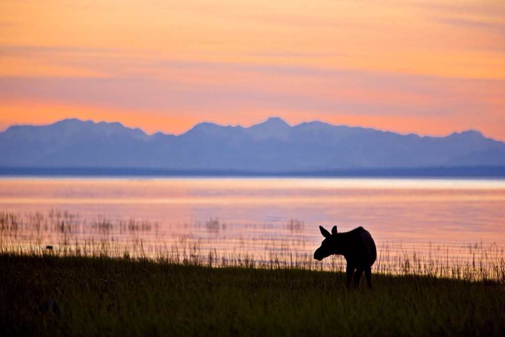 Moose Calf Feeding Along The Tony Knowles Coastal Trail At Sunset During Summer In Anchorage Southcentral Alaska Canvas Art - Kevin Smith  Design Pics (36 x 24)