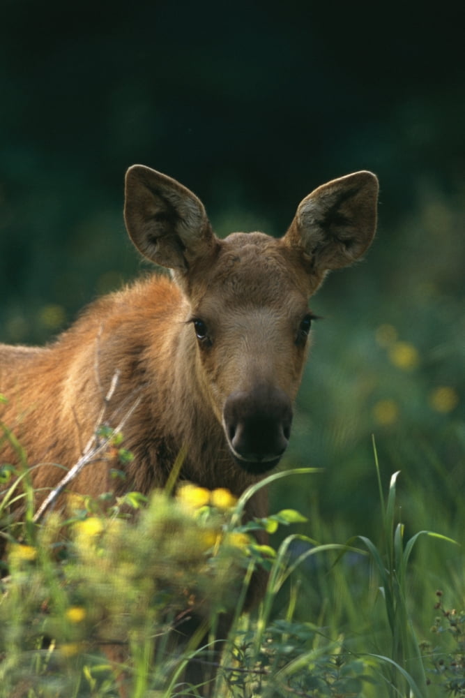 Moose Calf Stands In Yellow Flowers Kp Alaska Summer Canvas Art - Nicholas Fucci Design Pics (22 x 34)