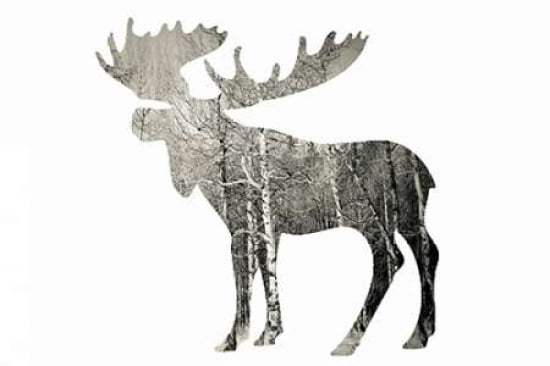 Moose Canvas Art - Amber Berninger (24 x 36)