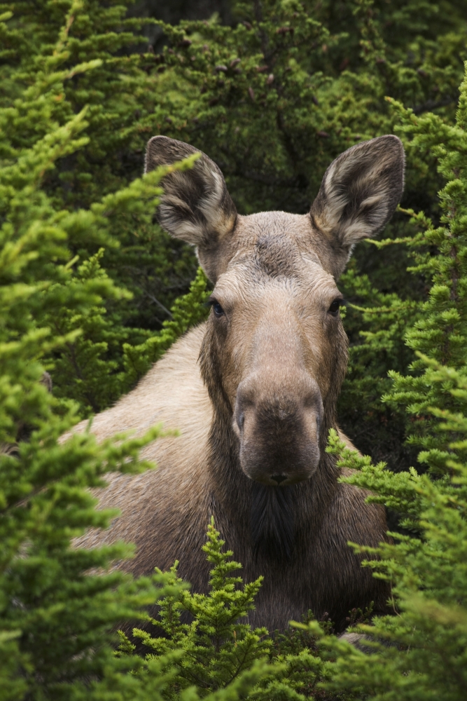 Moose Cow Moose Bedded Down Amongst Hemlock Boughs Powerline Pass Chugach State Park Chugach Mountains Alaska Canvas Art - Milo Burcham Design Pics (11 x 17)