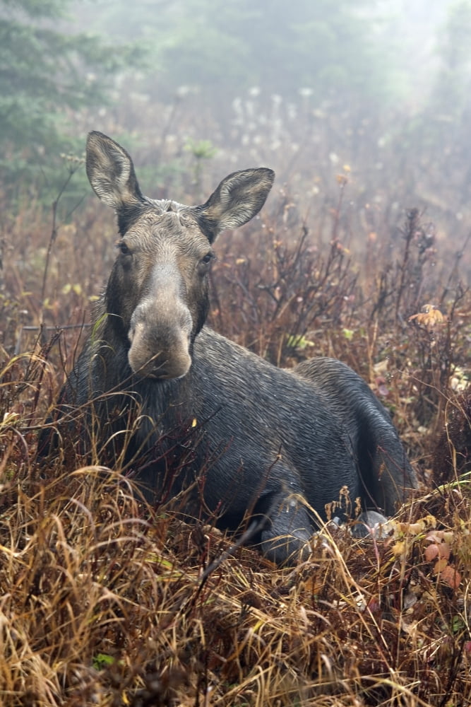 Moose Cow Sitting And Resting Mount Ernest Laforce Gaspesie National Park Quebec Canvas Art - Philippe Henry Design Pics (11 x 17)