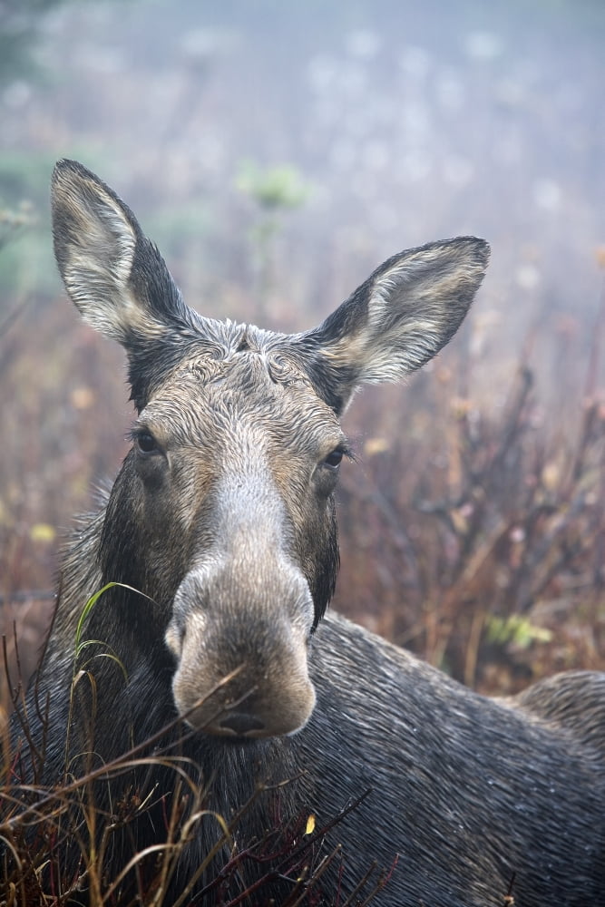 Moose Cow Sitting And Resting Mount Ernest Laforce Gaspesie National Park Quebec Canvas Art - Philippe Henry Design Pics (22 x 34)