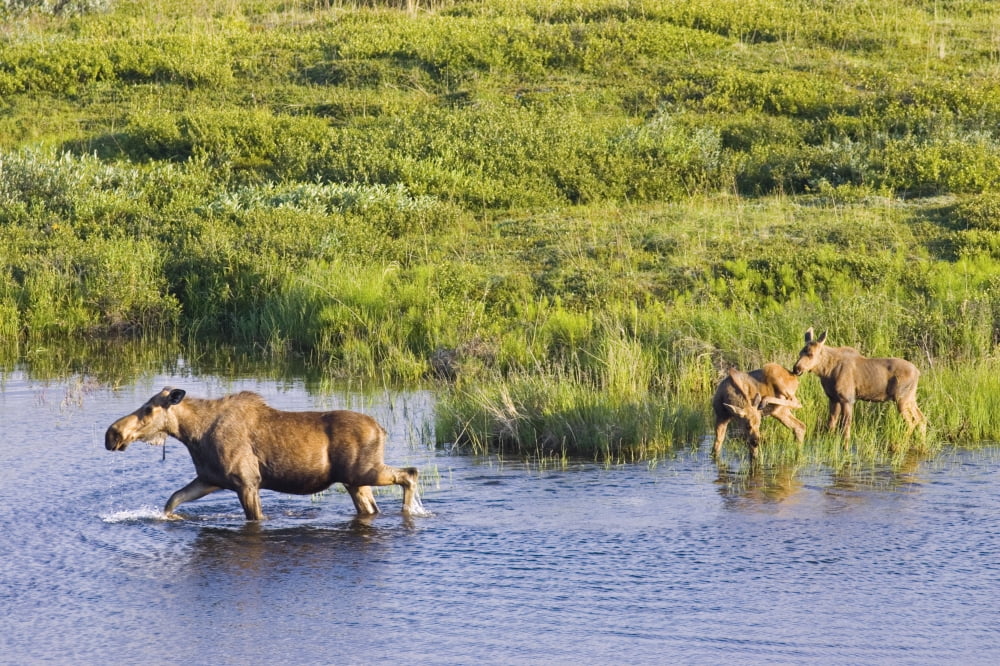 Moose Cow & Twin Calves Wading In Pond Grassy Pass Denali National Park Interior Alaska Summer Canvas Art - Michael DeYoung Design Pics (34 x 22)
