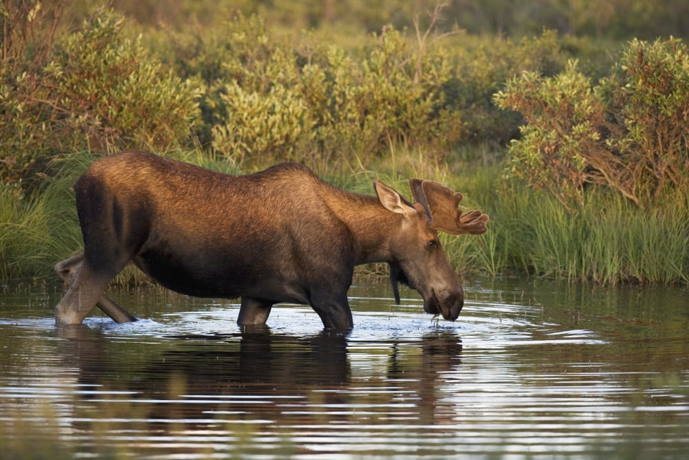 Moose Drinking In A Pond Tombstone Territorial Park Yukon Canvas Art - Philippe Henry Design Pics (34 x 22)