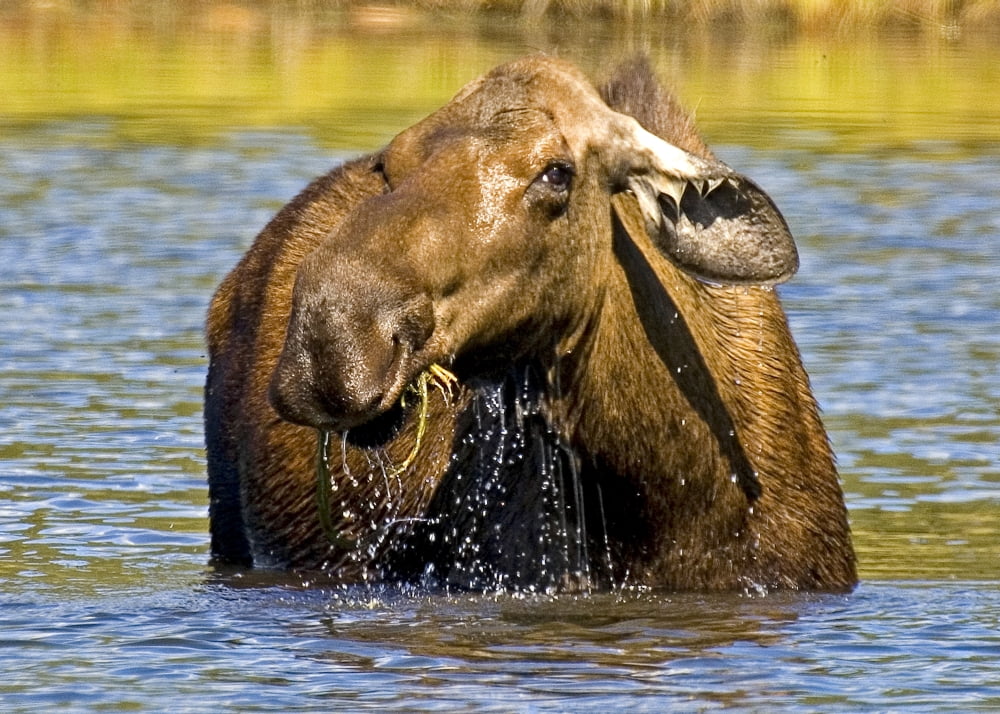 Moose Feeding In A Pond In Denali National Park & Preserve Interior Alaska Autumn Canvas Art - Cathy Hart Design Pics (34 x 24)