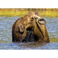 thumbnail image 1 of Moose Feeding In A Pond In Denali National Park & Preserve Interior Alaska Autumn Poster Print, 1 of 3