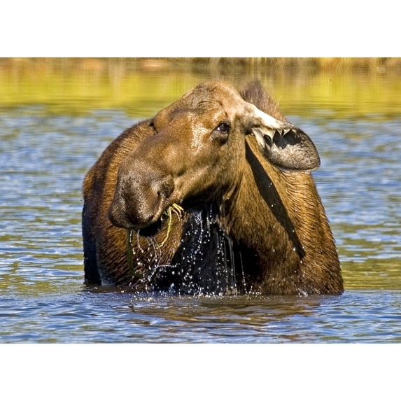 Moose Feeding In A Pond In Denali National Park & Preserve Interior Alaska Autumn Poster Print