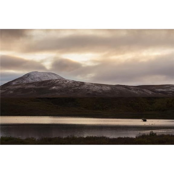 A Moose Feeds in Two Moose Lake Along The Dempster Highway with The Last Light of The Day Lilluminating The Freshly Snow Covered Landscape Poster Print - 38 x 24 in. - Large