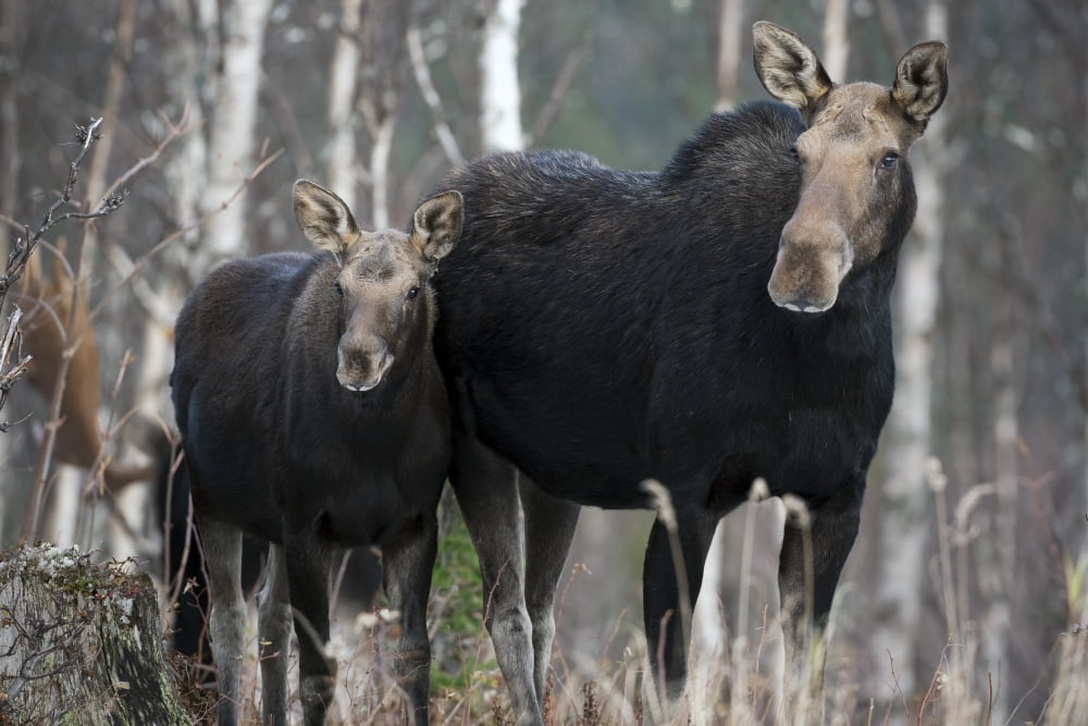 Moose Female And Four Month Old Calf Standing Close To Each Other Alces Alces Gaspesie National Park Province Of Quebec Canada Canvas Art - Philippe Henry Design Pics (34 x 22)