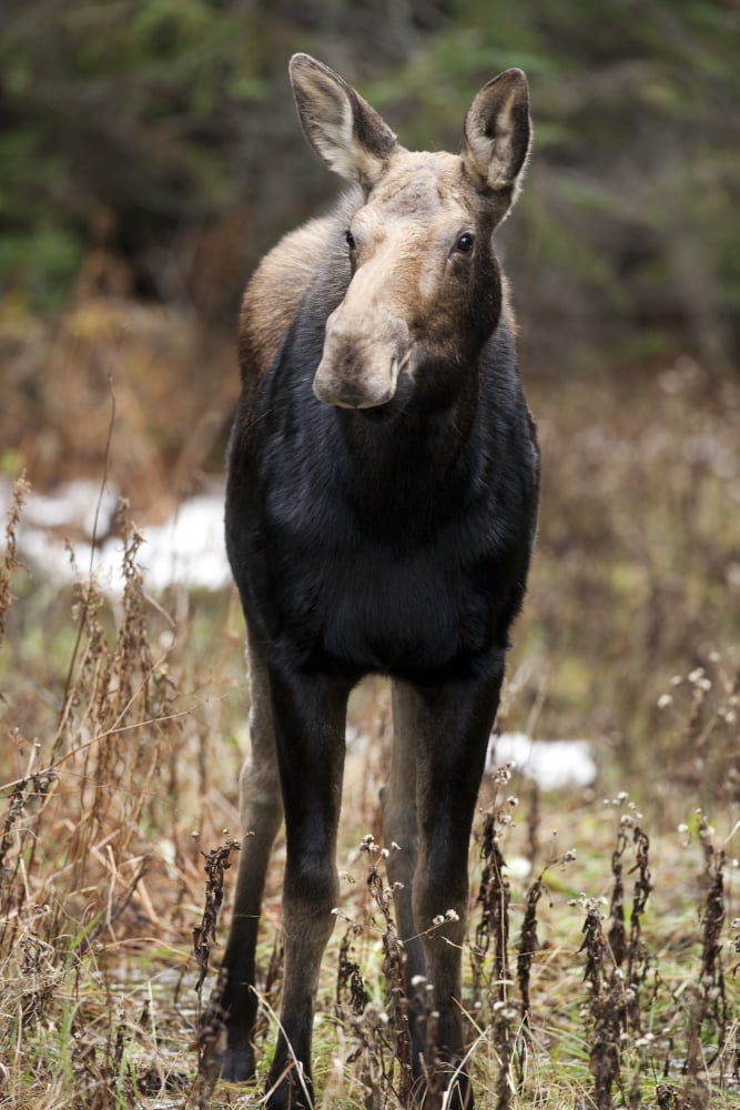 Moose Female Standing In A Forested Area Alces Alces Gaspesie National Park Province Of Quebec Canada Canvas Art - Philippe Henry Design Pics (11 x 17)
