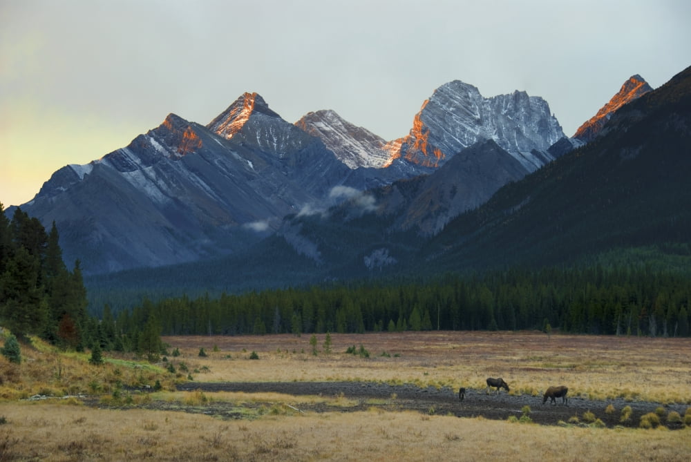 Moose Grazing At Sunset With Mountains In The Background Alberta Canada Canvas Art - Philippe Widling Design Pics (19 x 12)