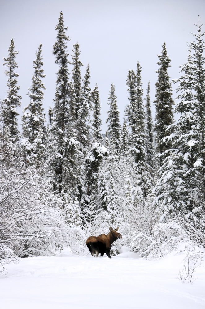 Moose In Deep Snow Near Teslin Yukon Canvas Art - Robert Postma Design Pics (22 x 34)