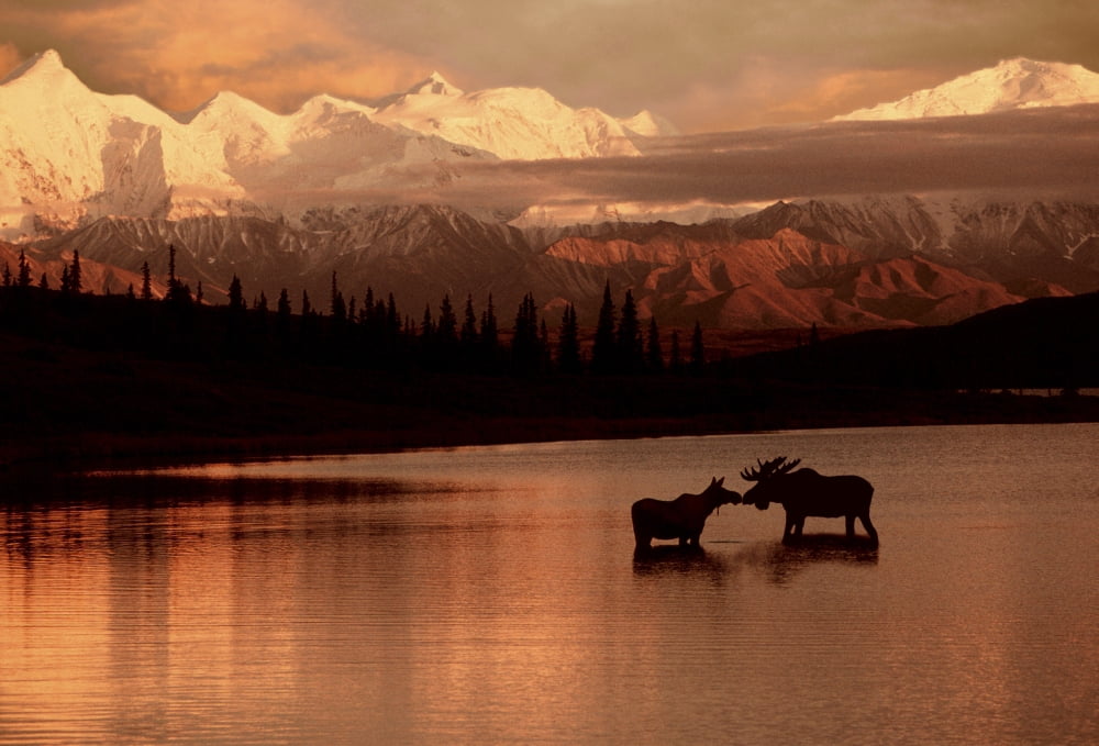 Moose Kissing In Wonder Lake Denali Np Digital Composite Canvas Art - Ron Sanford Design Pics (32 x 22)