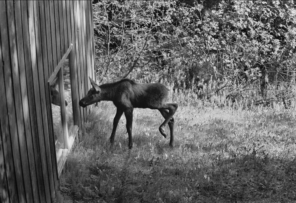 Moose Looking Through Window Anchorage Alaska Canvas Art - John Delapp Design Pics (16 x 11)