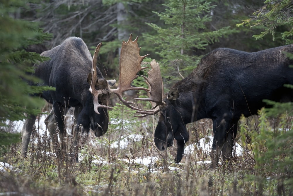 Moose Males Fighting During The Rut Forested Area Covered With Snow Alces Alces Gaspesie National Park Province Of Quebec Canada Canvas Art - Philippe Henry Design Pics (17 x 11)