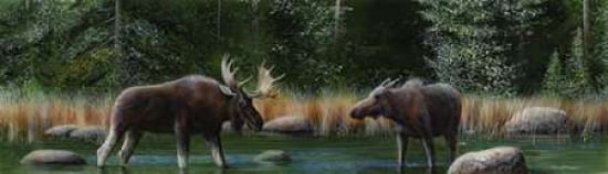 Moose Panoramic I Canvas Art - Kevin Daniel (8 x 24)