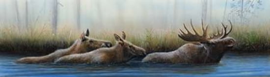 Moose Panoramic II Canvas Art - Kevin Daniel (8 x 24)