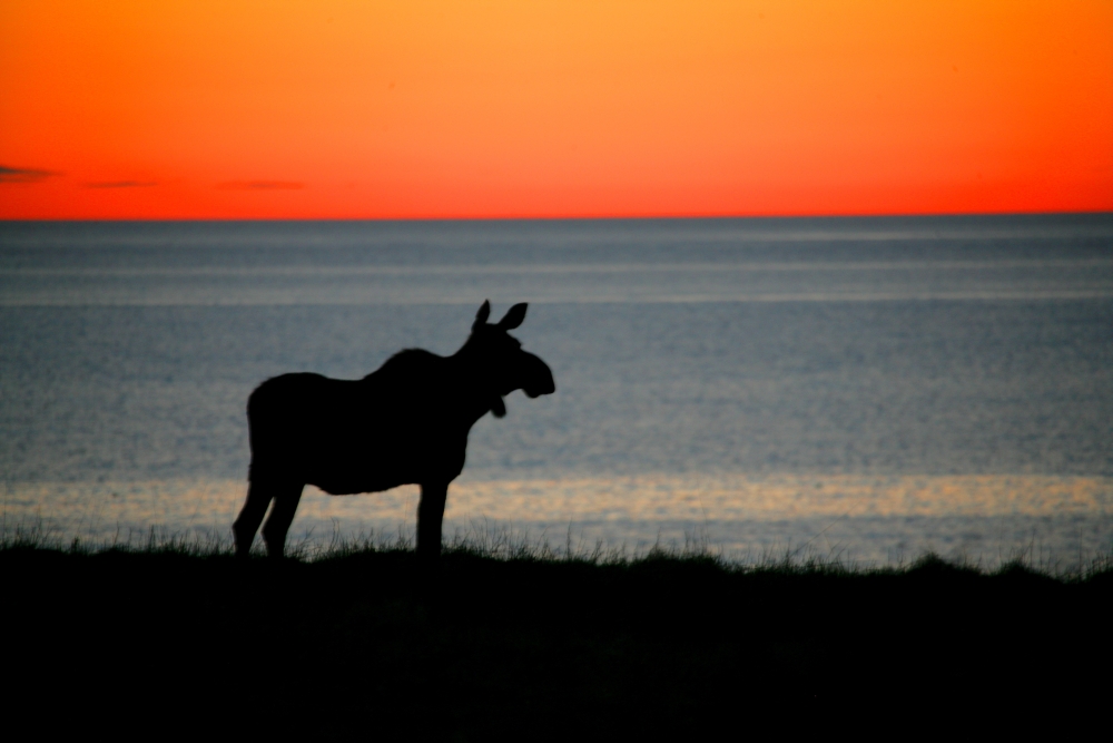Moose Silhouetted At Sunset Gros Morne National Park Newfoundland Canvas Art - Robert Postma Design Pics (18 x 12)